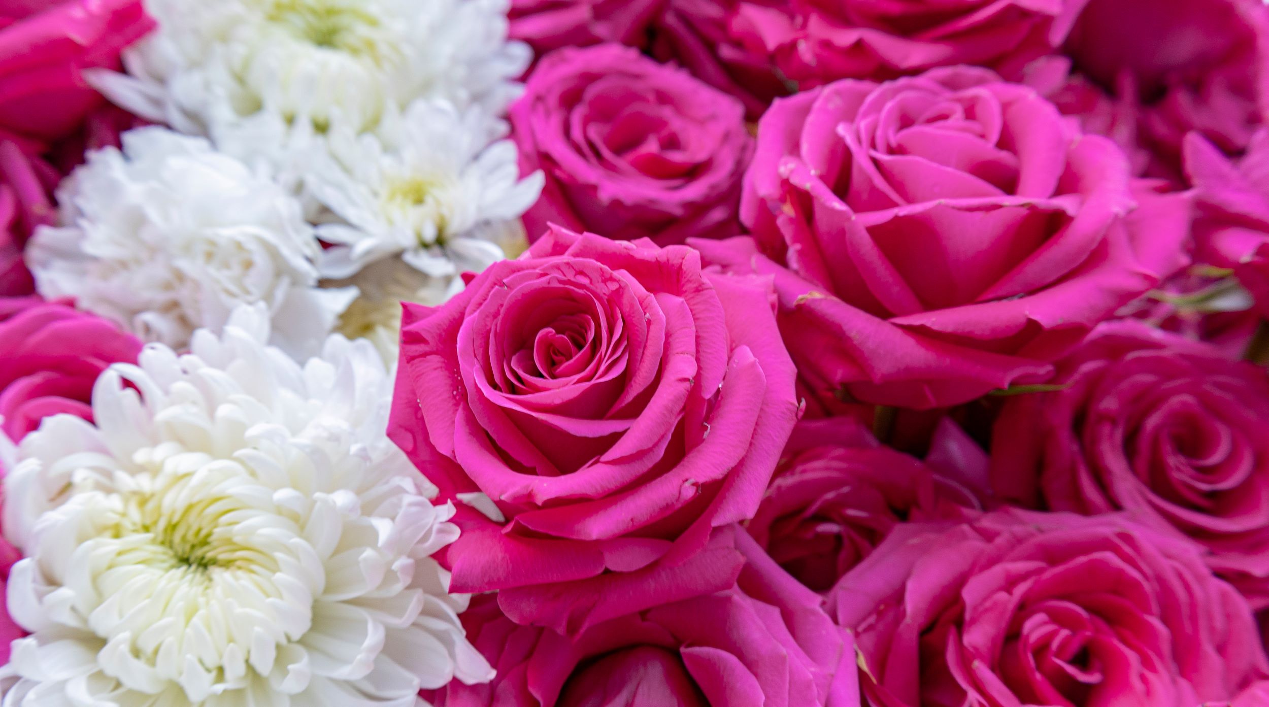 Pink and white flowers.