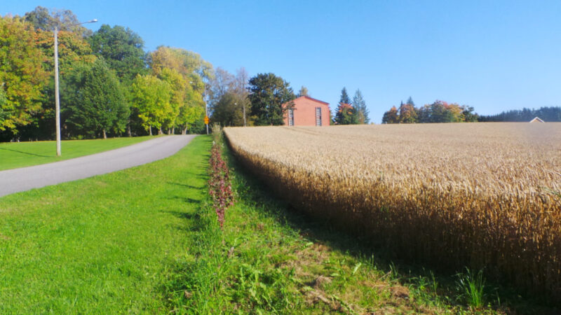 Kasvusto on tasainen.