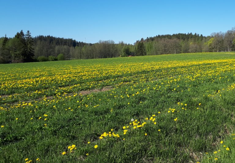 26.5.2020 Voikukka vallannut ikävästi alaa