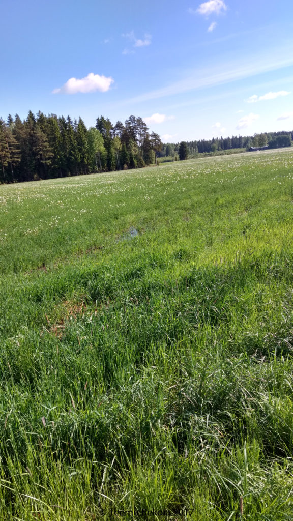 14.6 Lohkolla oli runsaasti voikukkaa, sekä liittymän edustalla seisoi vesi.