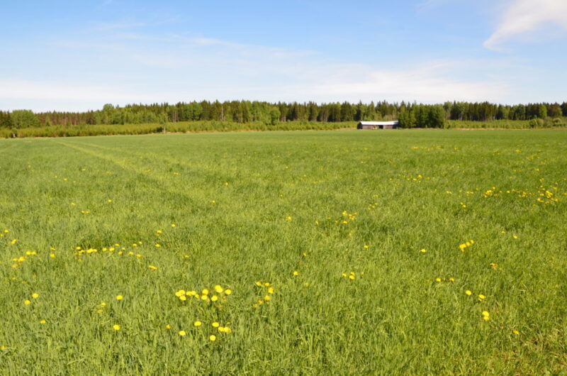 Voikukkaa on vähän eteläisessä reunassa, muuten kasvusto näyttää hyvältä.