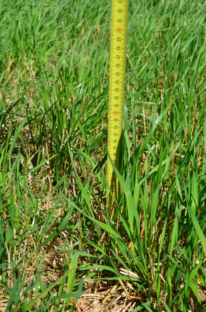 Korkeutta on 15-25 cm.