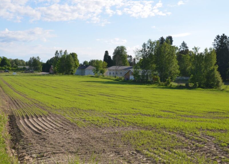 Kaura on kaksi- ja kolmilehtivaiheessa.