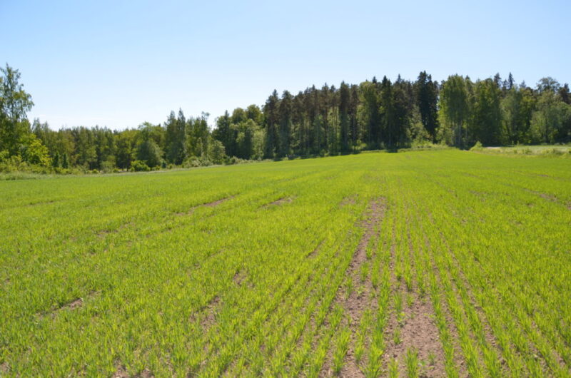 Kylvöaukkoja näkyy vieläkin kasvustossa.