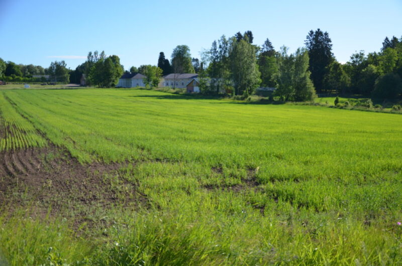 Kaura jatkaa suht taisaista kasvua.