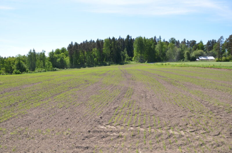 Epätasaisuutta on havaittavissa kylvöstä.