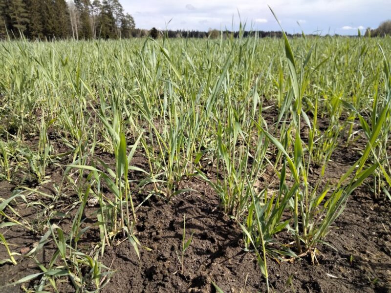 18.5.2021 Oraat ovat lähteneet hyvään kasvuun