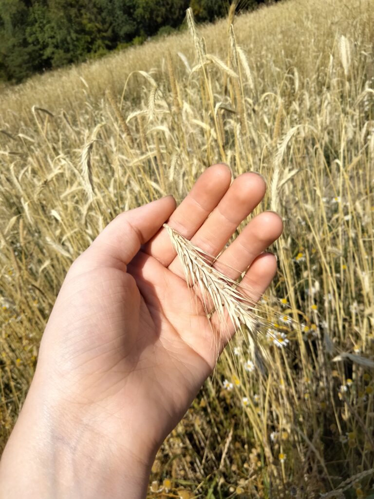 26.7.2021 Kuva tähkästä ennen puintia