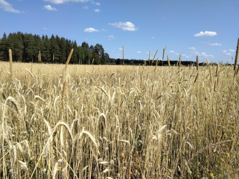 26.7.2021 Kasvustokuva ennen puintia