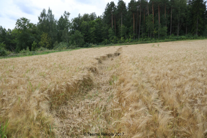 14.8.2017 Kasvusto vaihtaa väriään, kasvuaste 87, eli kova taikina vaihe, jyvän halkaisu onnistuu vielä kynnellä.