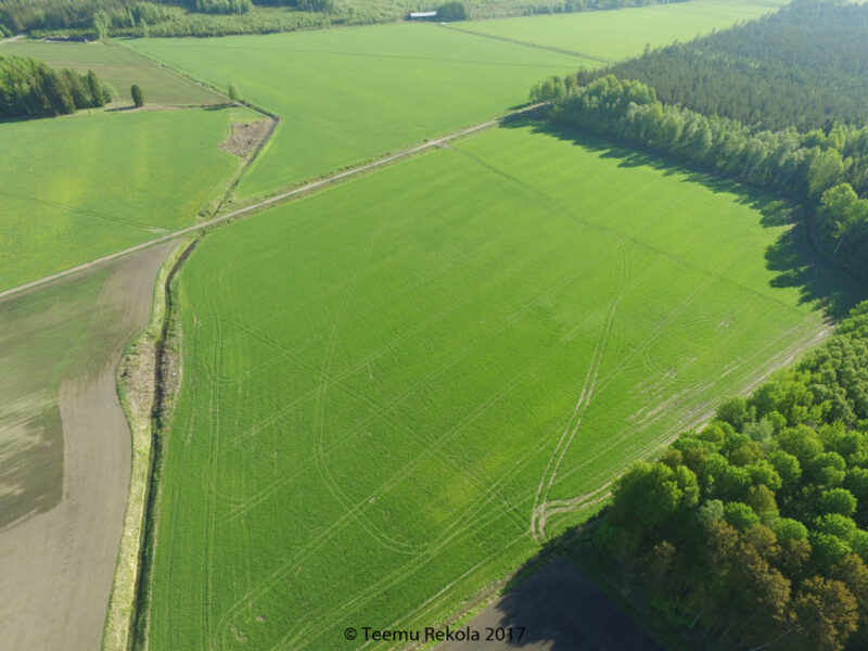 10.6 Rikkakasviruiskutuksen urat näkyvät. Oikean laidan metsänvieri on märkyydestä kärsinyt. Lohkolta on myös talven aikana ajettu risuja pellon poikki joka on aiheuttanut jälkiä.