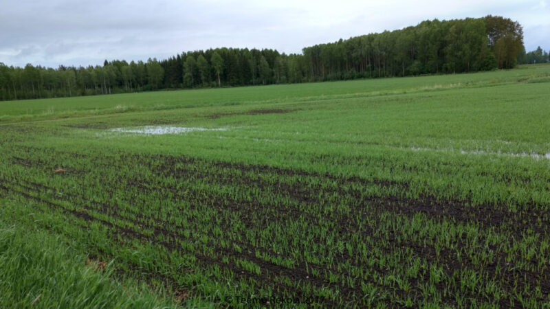 13.6 Kuitenkin kesän sateet aiheuttivat ongelmia, syyskyntöinen maa ei läpäissyt vettä, ja vesitila loppui.