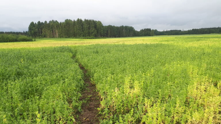 3.8.2020 Herne kärsinyt märkyydestä.