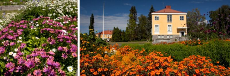 Ryhmäkasveja ja perennoja Hämeen ammattikorkeakoulun Lepaan kampuksella