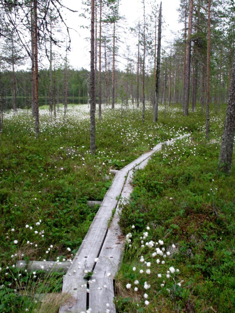 Elise Stenroos, Metsätalous, Koulutuspäälikö