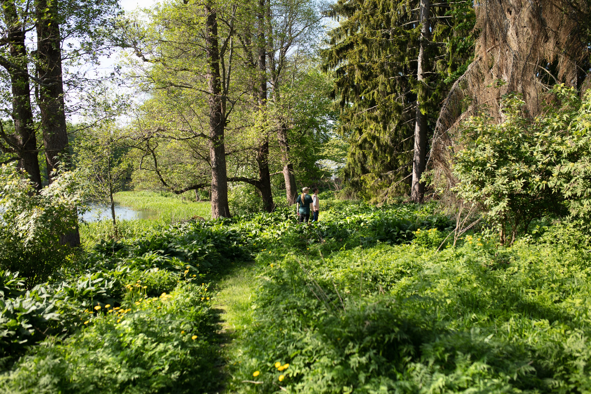 Metsämaisema